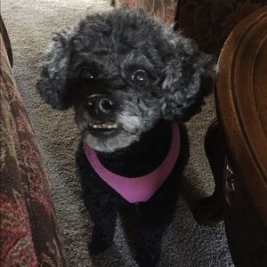 Meet your Posher, Crystal